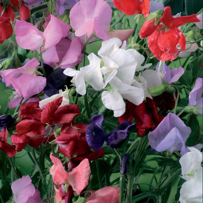 Erteblomst 'Royal Mix'