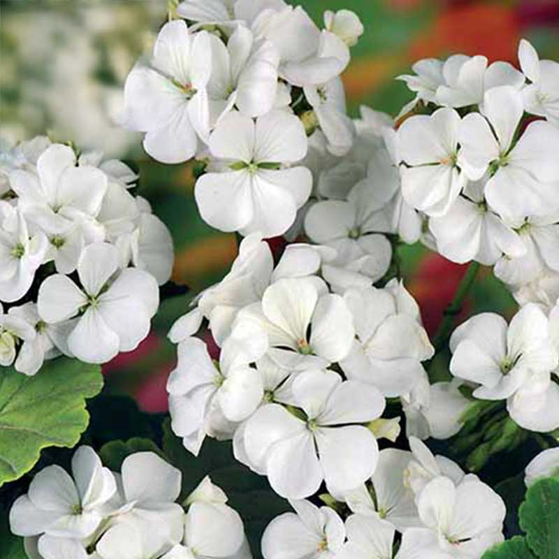 Pelargonie 'Inspire White' F1
