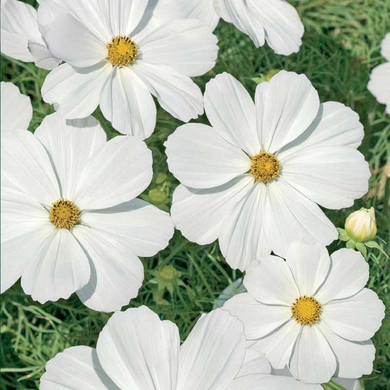 Smykkekrave 'Purity'