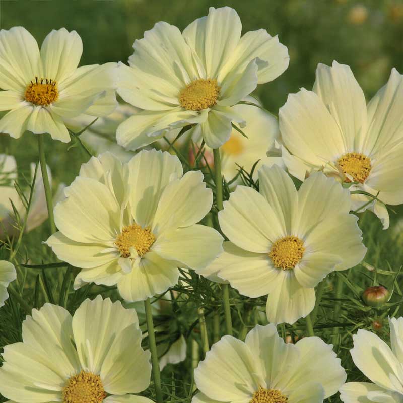 Stolt kavaler 'Xanthos'
