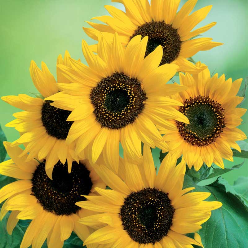 Solsikke 'Moonwalker'