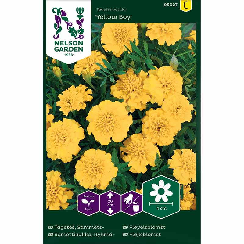 Fløjlsblomst 'Yellow Boy'