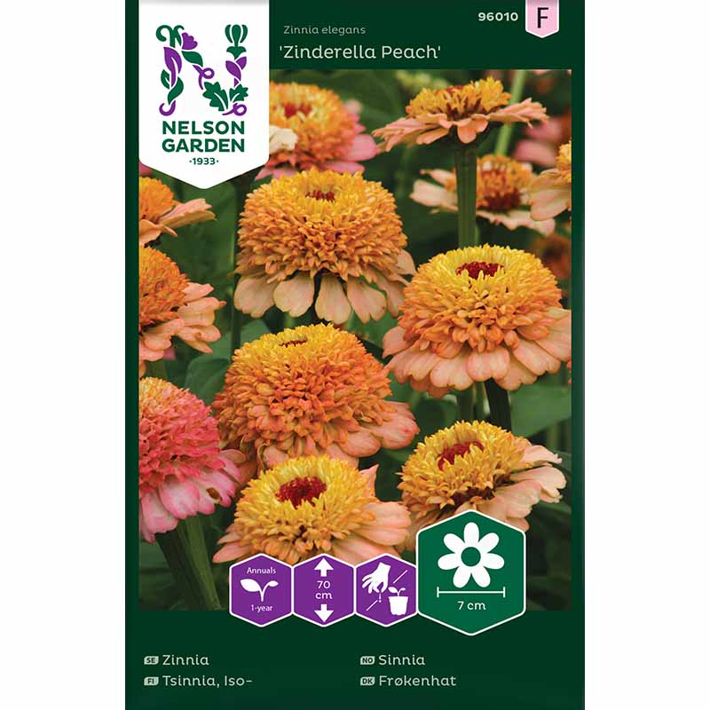Zinnia 'Zinderella Peach'