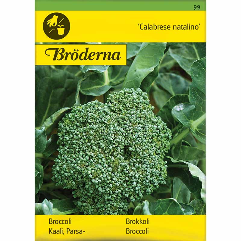 Brokkoli 'Calabrese natalino'