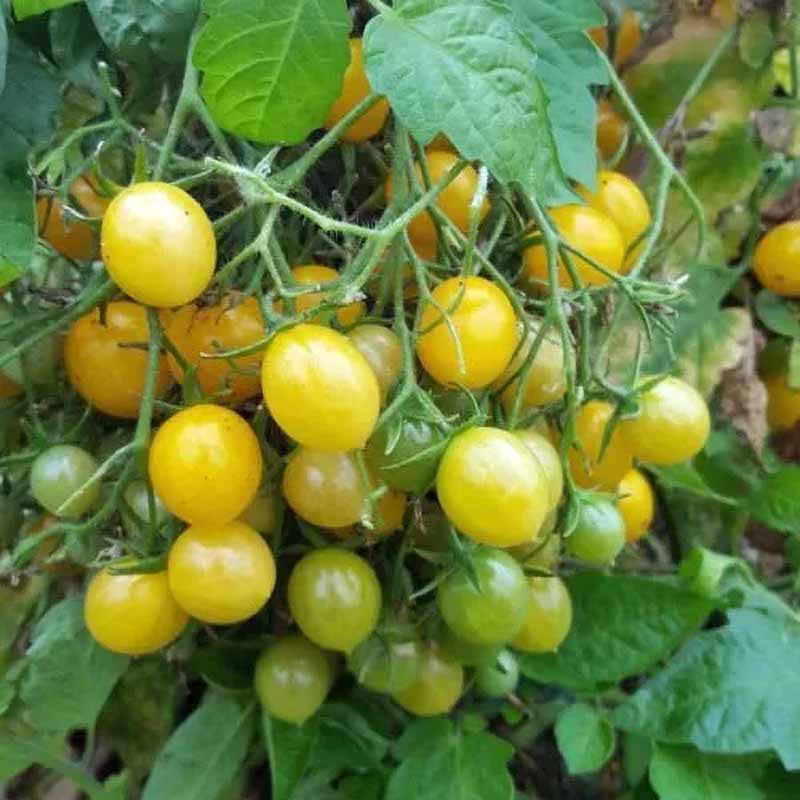 Tomat 'Mirabell'