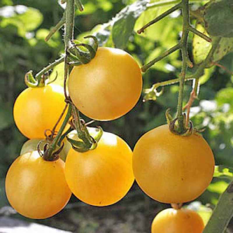 Tomat 'Cerise Jaune'