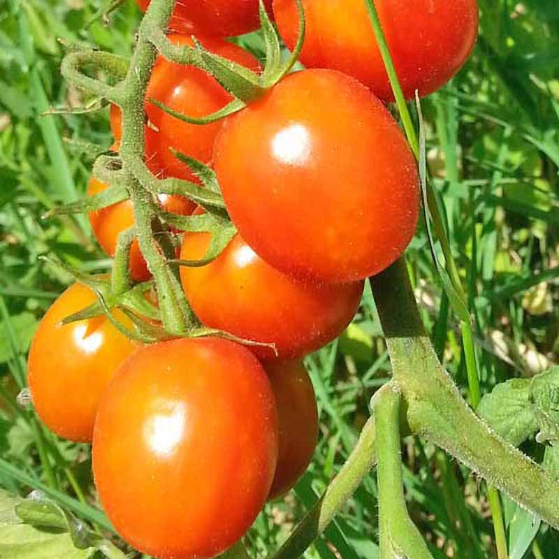 Tomat 'Mallorquin'