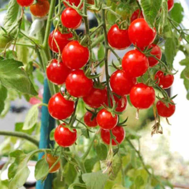 Tomat 'Rotondino'