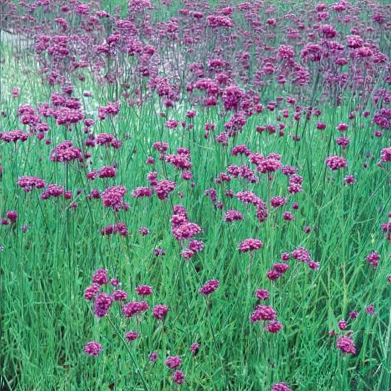 Jernurt 'Grace'
