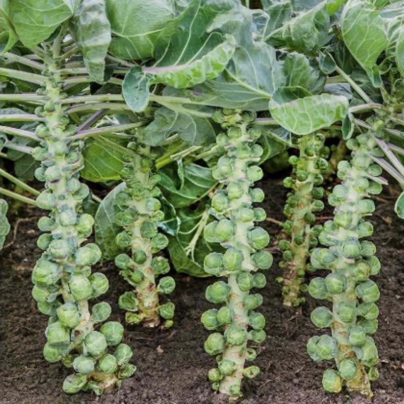 Rosenkål 'Dolores' H