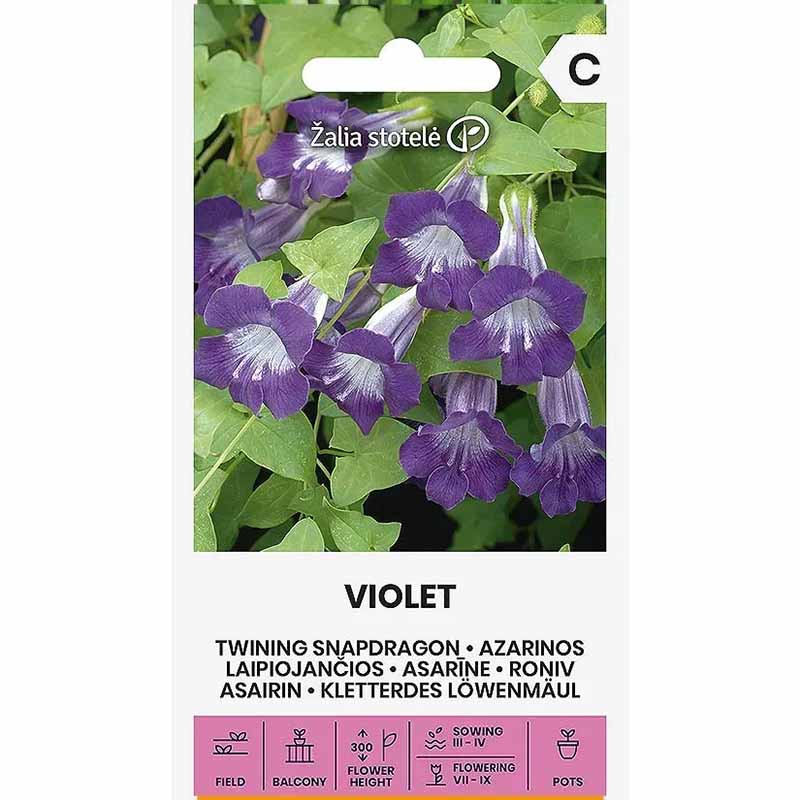 Maurandya 'Violet'