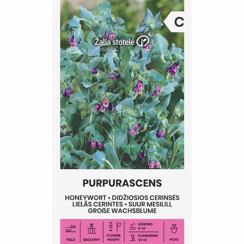 Vokseblomst 'Purpurascens'