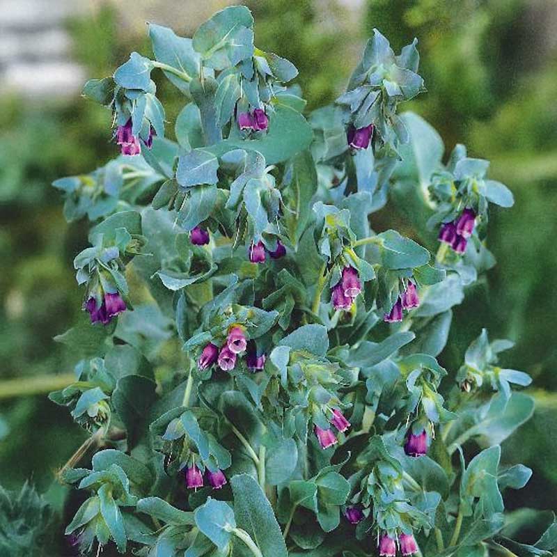 Vokseblomst 'Purpurascens'