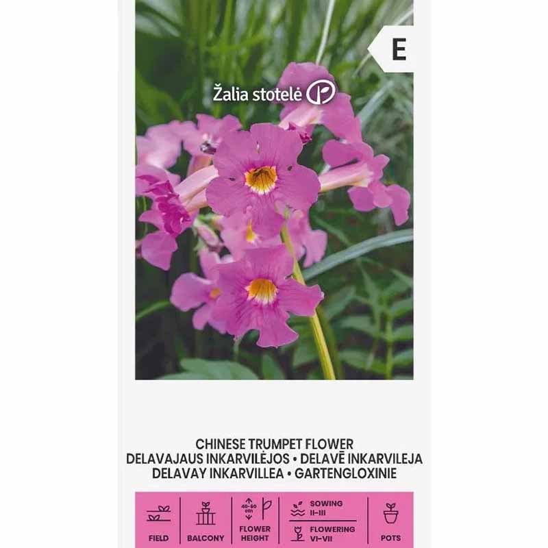 Kinesisk trompetblomst