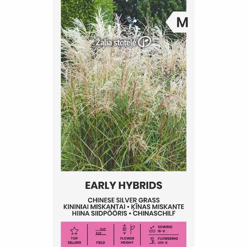Elefantgræs 'Early Hybrids'