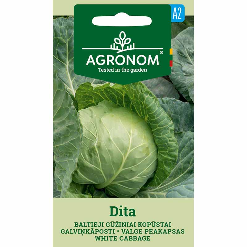 Hvidkål 'Dita'