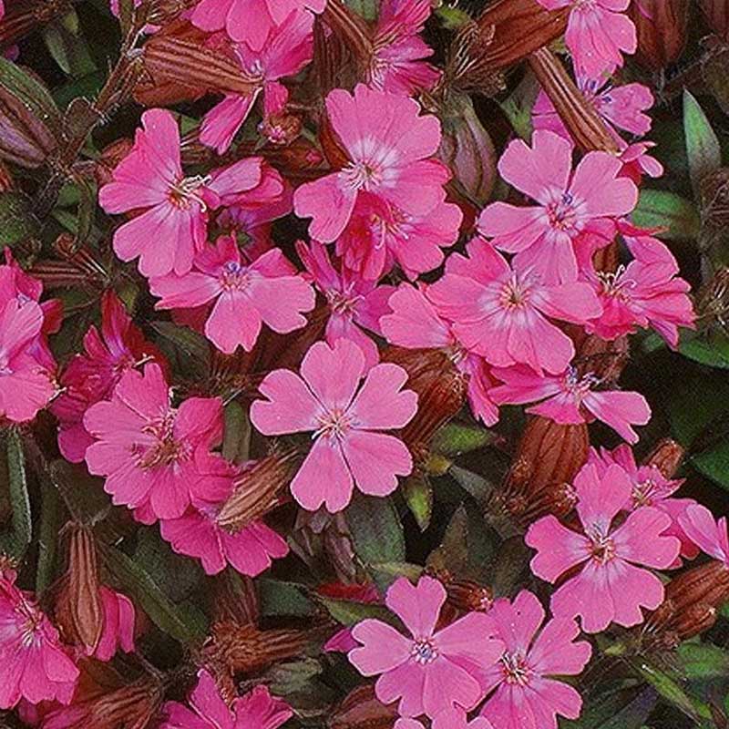 Sommerlimurt 'Sibella Carmine'