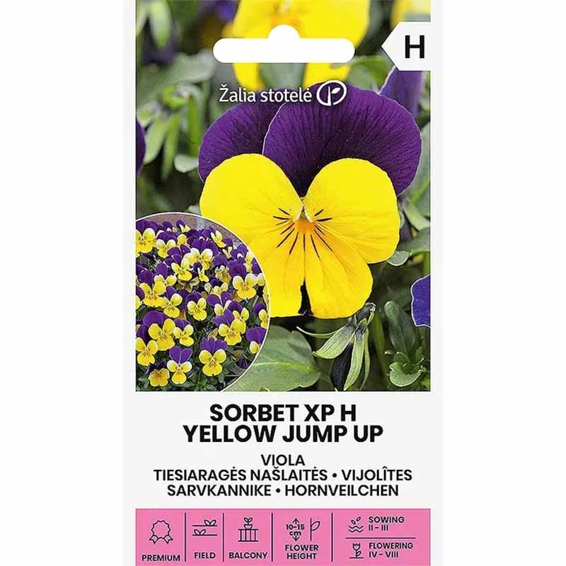Hornviol 'Sorbet XP F1 Yellow Jump Up'