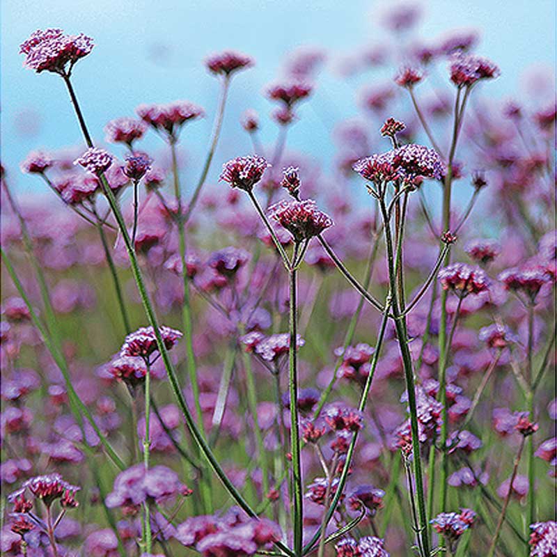 Kæmpeverbena 'Vanity'