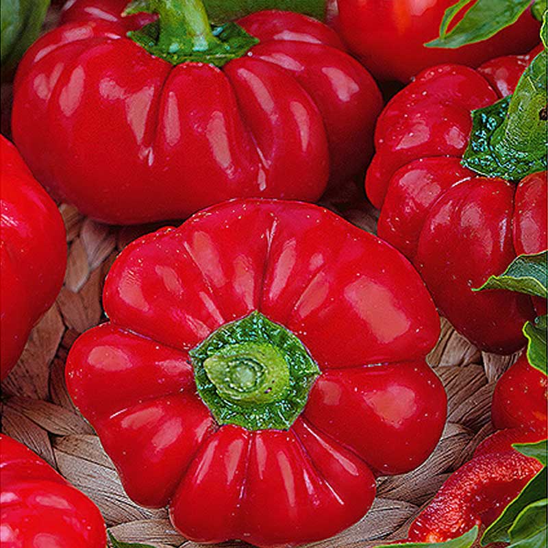 Peberfrugt 'Rajen'