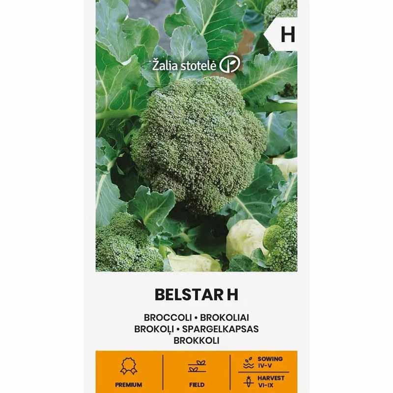 Broccoli 'Bellstar' H