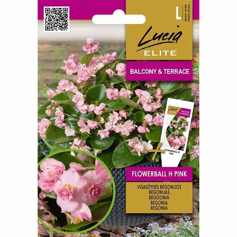 Begonia 'FlowerBall' H Pink