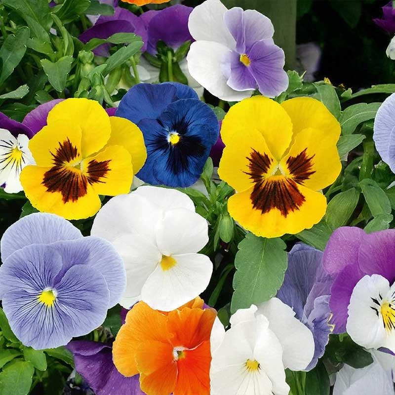 Stemor 'Spring Stars'
