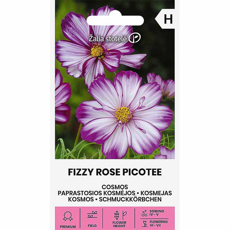 Kosmos 'Fizzy Rose Picotee'