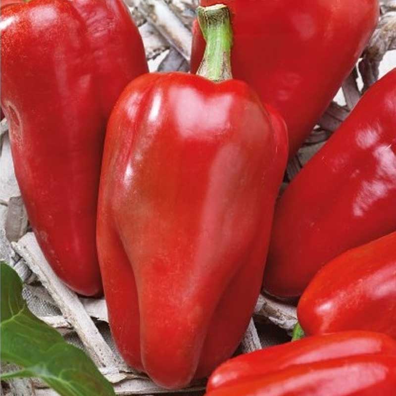 Peberfrugt 'Reina' H