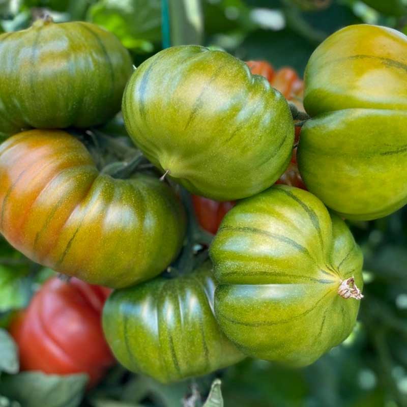 Tomat 'Bocamegra' H