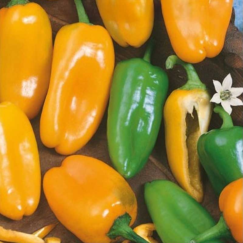 Peberfrugt 'Hamik'