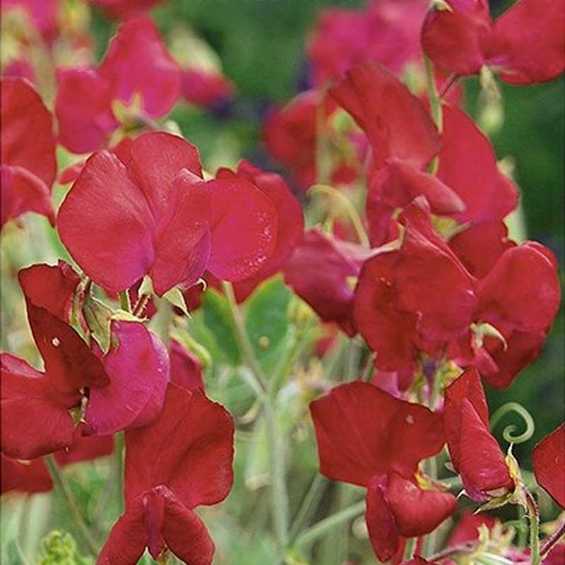 Ærteblomst 'Perfume Millennium'