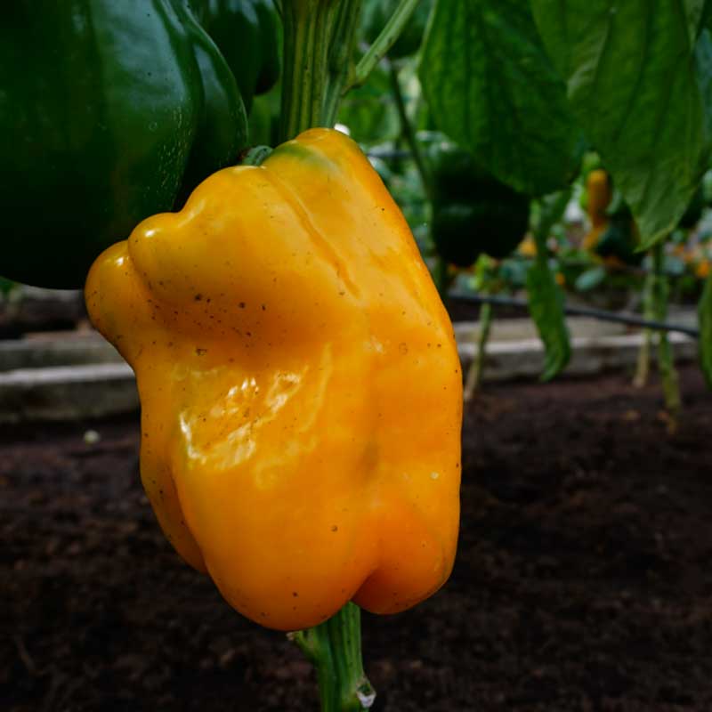 Peberfrugt 'Kromo' F1