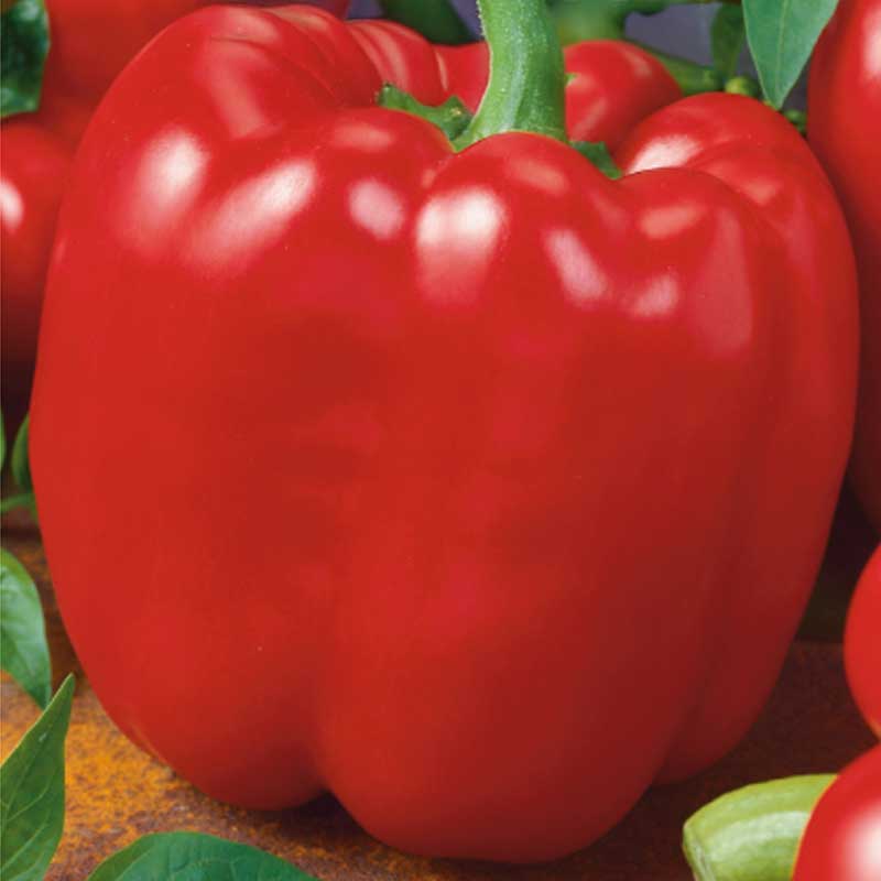 Peberfrugt 'Quadrato d'Asti Rosso'