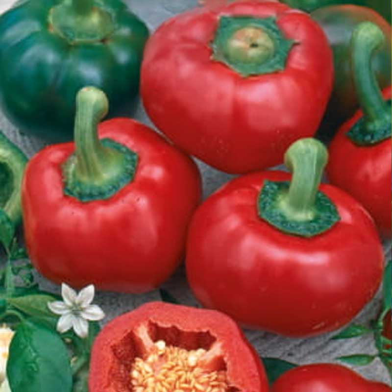 Peberfrugt 'Dumas'