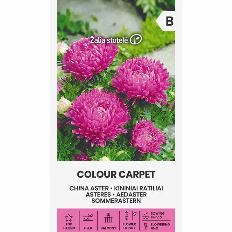 Sommerasters 'Colour Carpet' Rosa