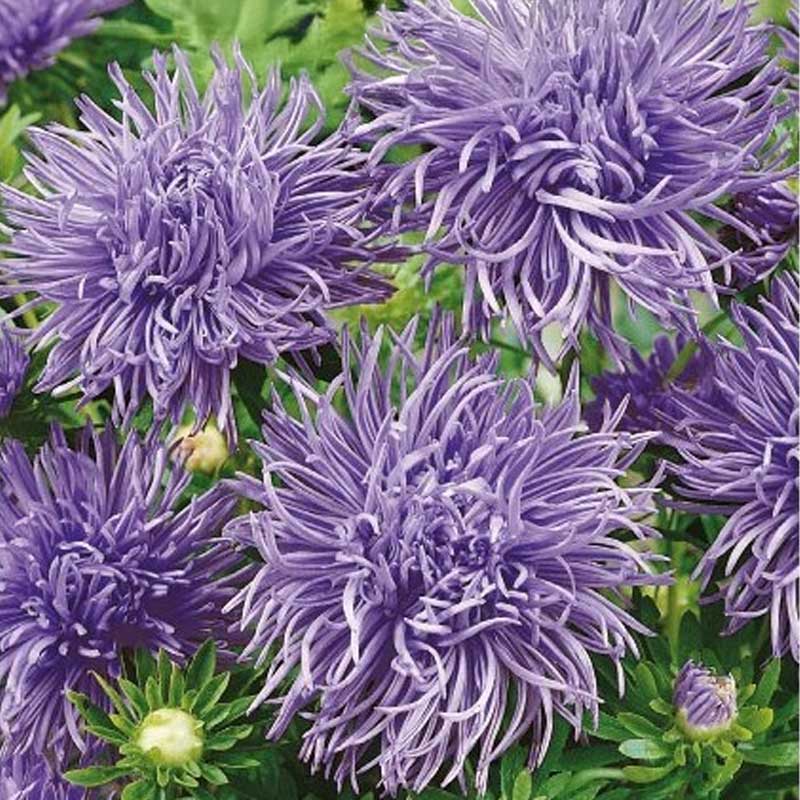 Sommerasters 'Unicum' Lilla