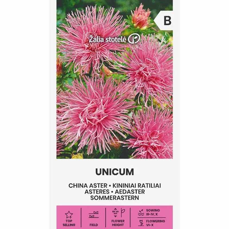 Sommerasters 'Unicum' Rosa