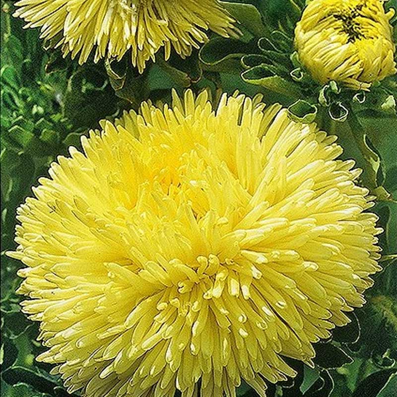 Sommerasters 'Pompon'