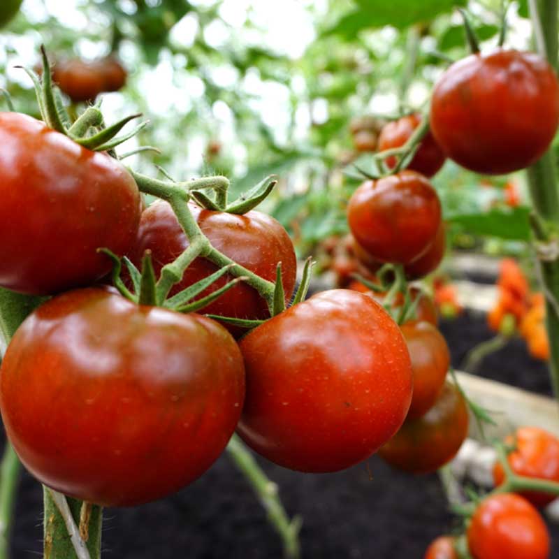 Tomat 'Bombonera' H
