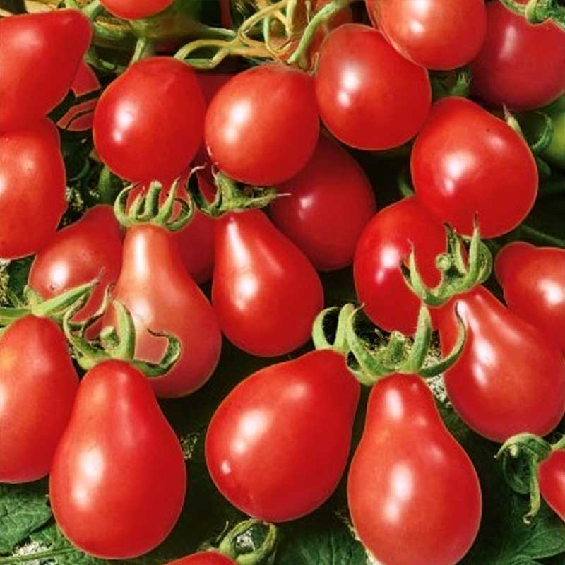 Tomat 'Radana'