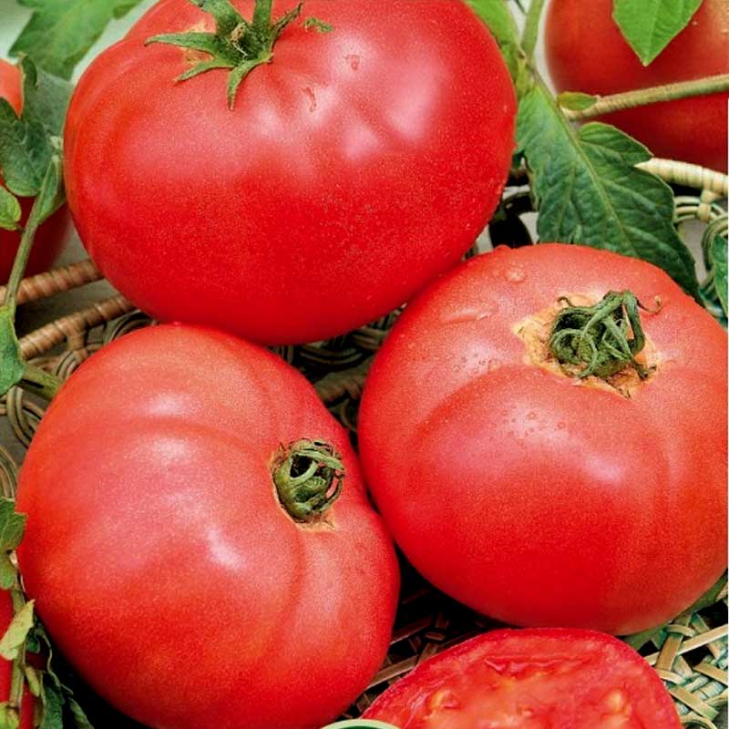 Tomat 'Faworyt'