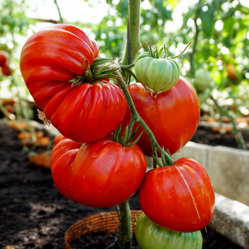 Bøftomat 'Gourmandia' H