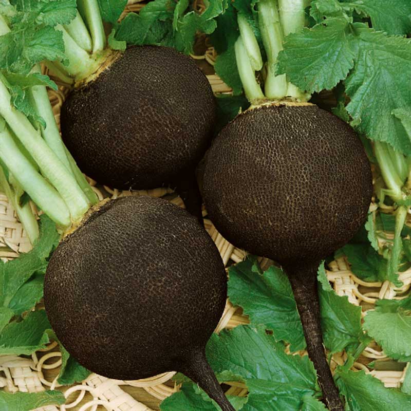 Radise 'Runder schwarzer winter'