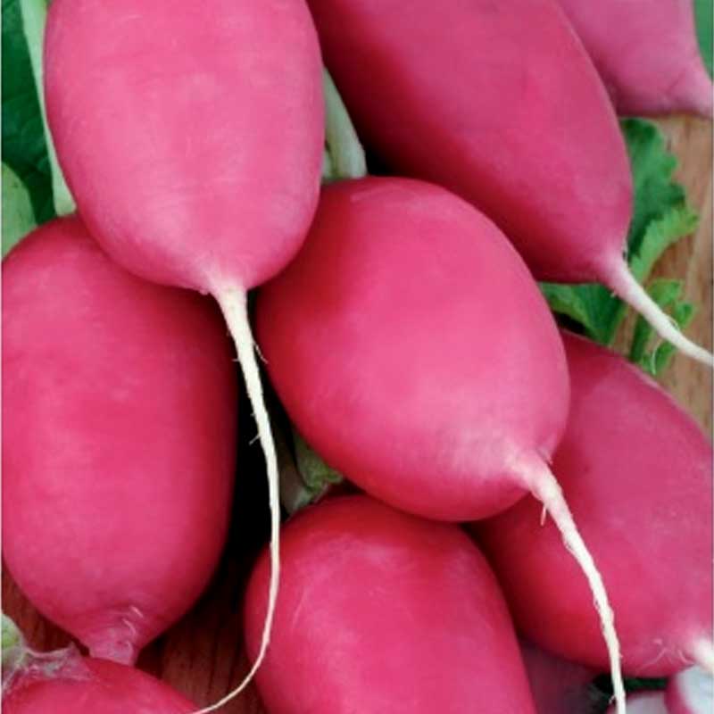 Radise 'Jutrezenka'