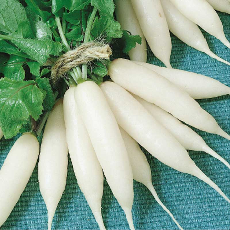 Radise 'Icicle'