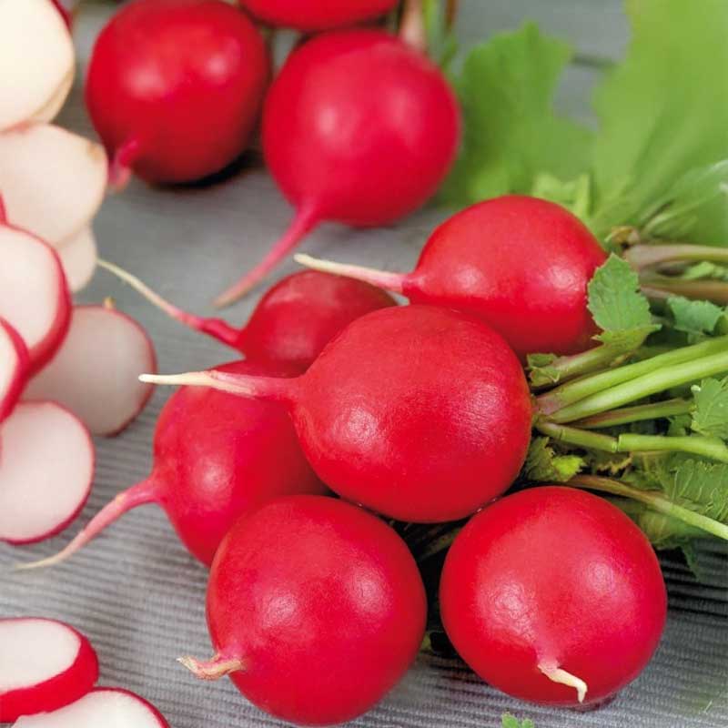 Radise 'Scarlet globe'