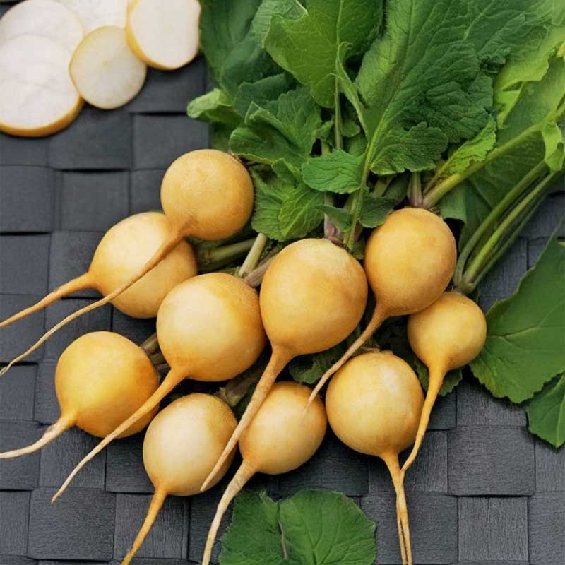 Radise 'Zlata'