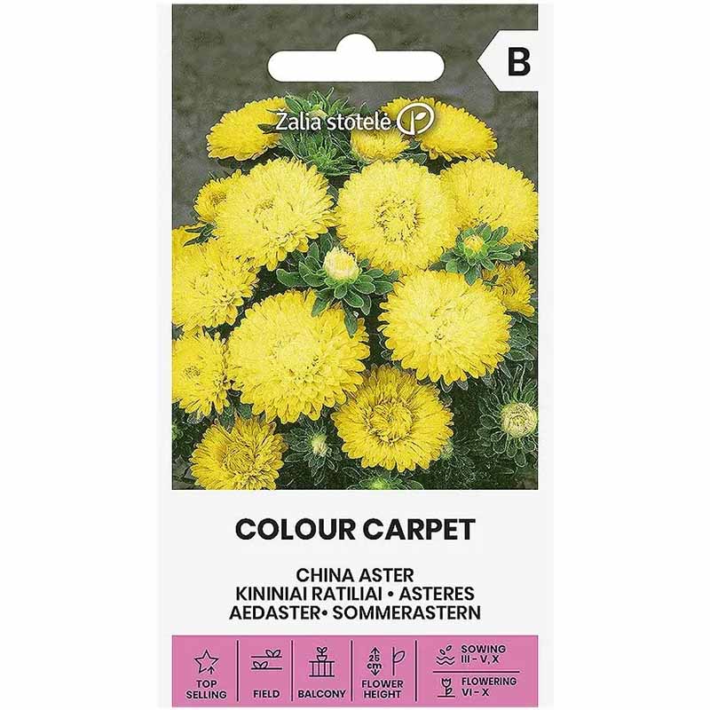 Sommerasters 'Colour Carpet' Gul