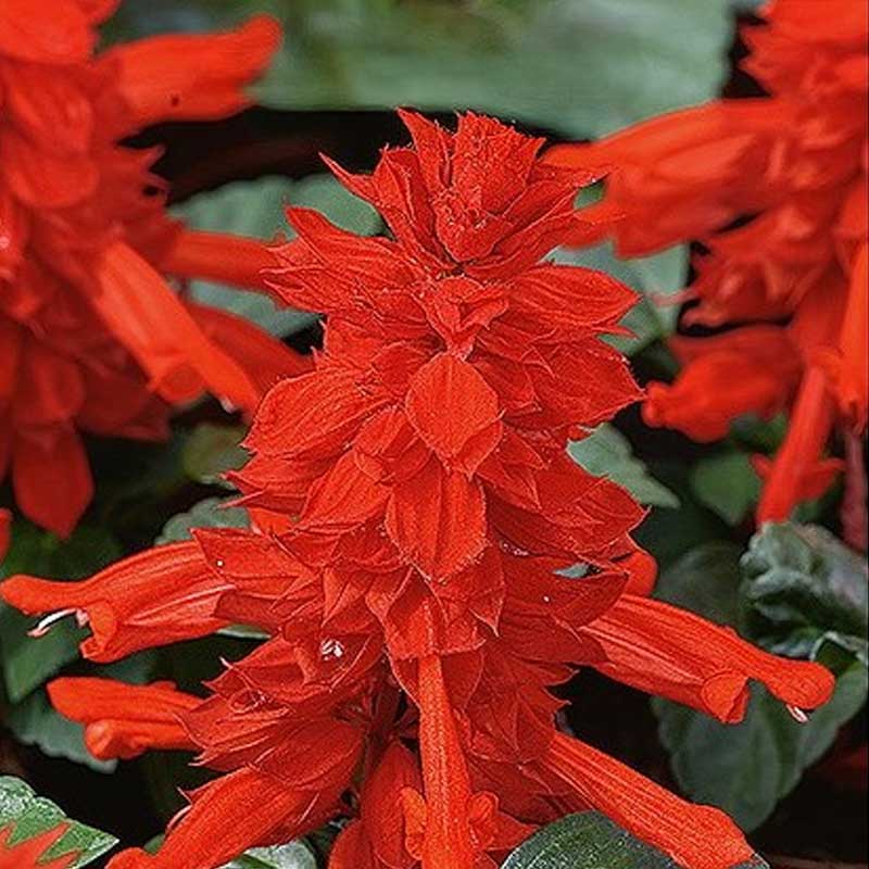 Pragtsalvie 'Scarlet Piccolo'